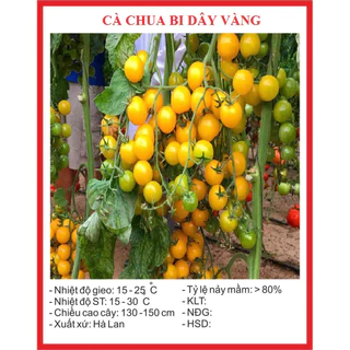 Hạt giống cà chua bi dây vàng (30 hạt) - siêu trái, thơm ngon, năng suất cao