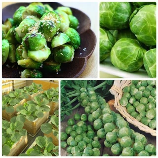 Hạt Giống Cải Bắp Tí Hon Baby Brussels Long Island II 150 hạt (Brussels Sprout) Hàng Công Ty