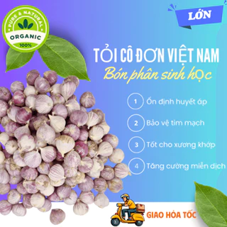 2 kg tỏi cô đơn Việt Nam loại LỚN ngon lành, tỏi một nhánh mồ côi Hải Dương bón phân sinh học cực tốt cho sức khỏe