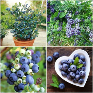 Hạt Giống Quả Việt Quất Blueberry Tứ Quý (Vaccinium corymbosum) 30 Hạt - Hàng Công Ty