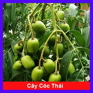 Cây cóc thái - cây ăn quả trồng chậu - 68 Garden