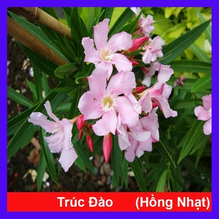 Cây Trúc Đào (Hồng Nhạt) - cây cảnh đẹp trồng sân vườn