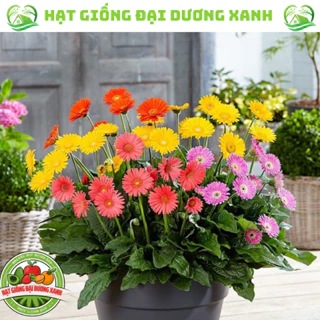 Hạt giống hoa Đồng Tiền kép nhiều màu (30 HẠT) tặng kèm phân