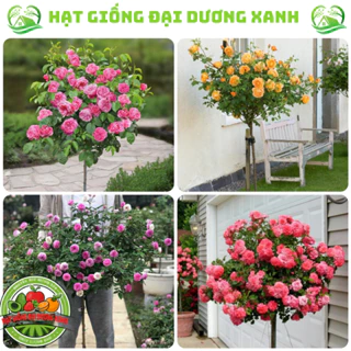 Hạt giống hoa hồng thân gỗ mix đủ màu (50 HẠT) tặng kèm phân