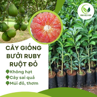 Cây giống bưởi ruby ruột đỏ không hạt vị ngọt thanh cây giống khỏe mạnh không sâu bệnh