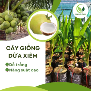 Cây giống dừa xiêm xanh lùn, cây giống năng suất cao, dễ trồng, nhanh cho thu hoạch