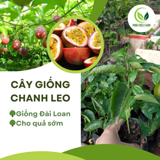 Cây giống chanh leo đài loan, dòng cho quả sớm năng suất cao, ít sâu bệnh