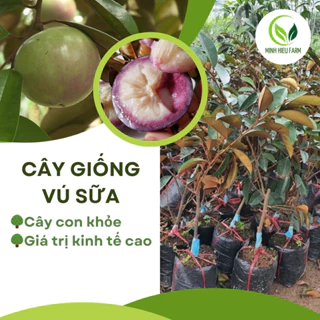 Cây giống vú sữa lò rèn, cây giống F1 chuẩn chất lượng, giống cây khỏe dễ trồng, nhanh cho quả. dễ tiêu thụ