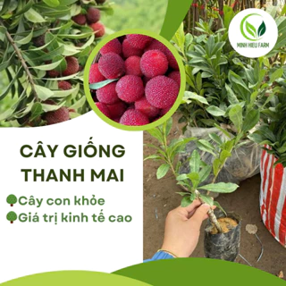 Cây thanh mai giống nhập khẩu ghép mắt cao 30-50 cm