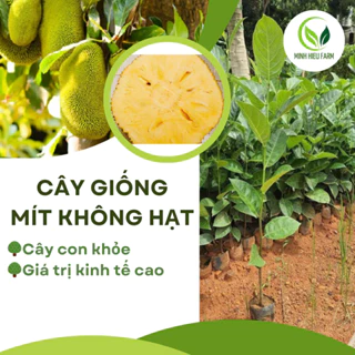 Cây giống mít không hạt không xơ  múi to giòn ngọt