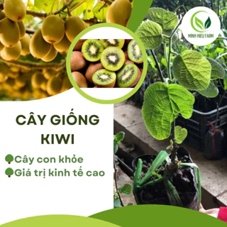 Cây KIWI leo giàn ruột xanh dòng quả sớm được ưa chuộng siêu sai trái