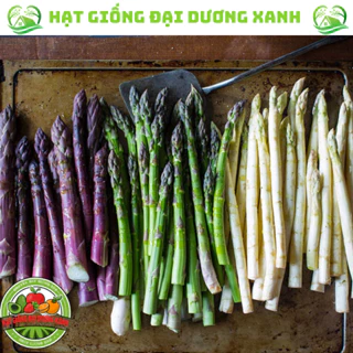 Hạt giống măng tây chuẩn ( Tím + Xanh + Trắng ) thu hoạch quanh năm.