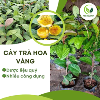 Cây giống trà hoa vàng, cây cao 20 cm, cây Dược Liệu Quý, vừa làm cảnh vừa có trà uống