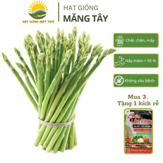 Hạt giống Măng Tây MT 795,Hạt giống trồng quanh năm,Sinh trưởng phát triển mạnh,Mua 3 Tặng 1 kích rễ