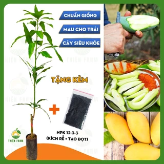 Cây Xoài Thái THIỆN FARM quả chua ngọt thơm ngon, dùng làm cây ăn quả, cây cảnh che mát, cây cao 130cm