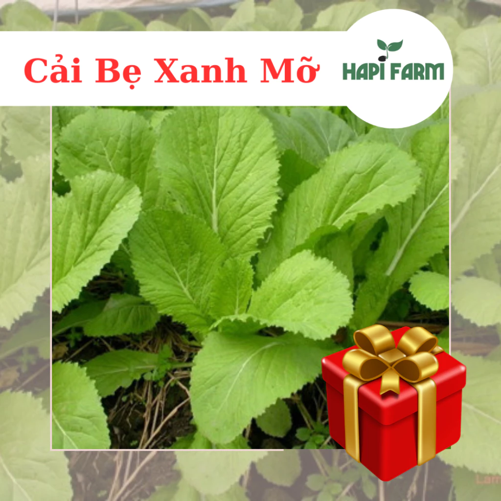 Hạt Giống Rau Cải Bẹ Xanh Mỡ (gói 20gr~3500 hạt), trồng quanh năm