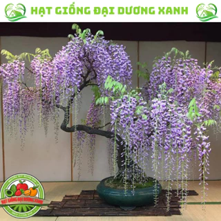 Hạt giống hoa tử đằng (5 HẠT) tặng kèm phân