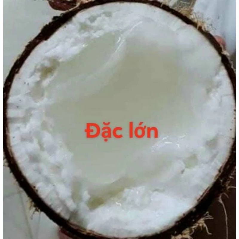 Dừa sáp/dừa đặc ruột/dừa kem loại nhất đặc, sáp siêu dày, trái siêu lớn 1.2 - 2.4 kí