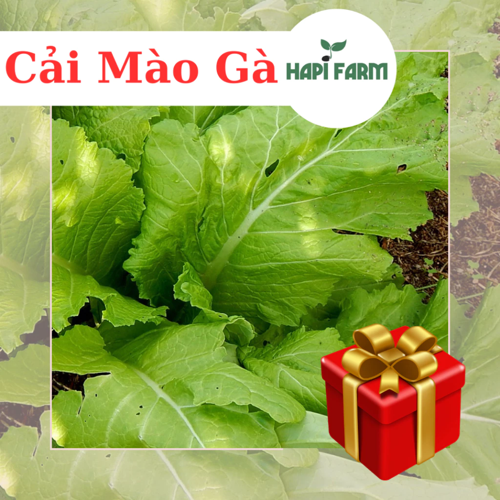 Hạt Giống Rau Cải Mào Gà (gói 10gr~3000 hạt) chịu mưa