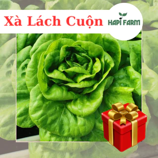 Hạt Giống Rau Xà Lách Cuộn (gói 2gr~1500 hạt) chịu nhiệt