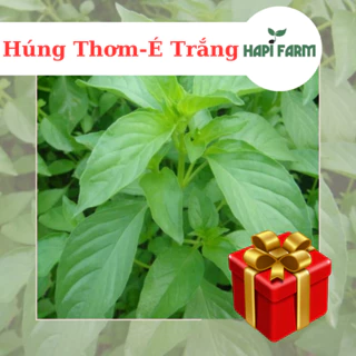 Hạt Giống Rau Húng Thơm (É Trắng) 2gr ~ 1000 hạt