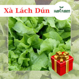 Hạt Giống Rau Xà Lách Dún Vàng (gói 5gr~2000 hạt), trồng quanh năm