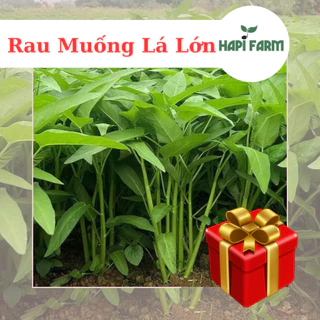 Hạt Giống Rau Muống lá lớn (20gr~1000 hạt) dễ trồng, năng suất cao