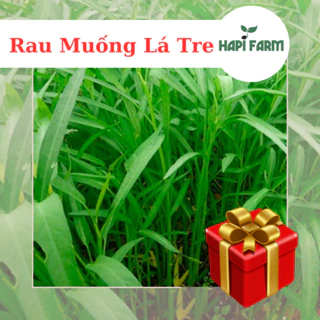 Hạt Giống Rau Muống lá tre (50gr~1200 hạt), trồng quanh năm