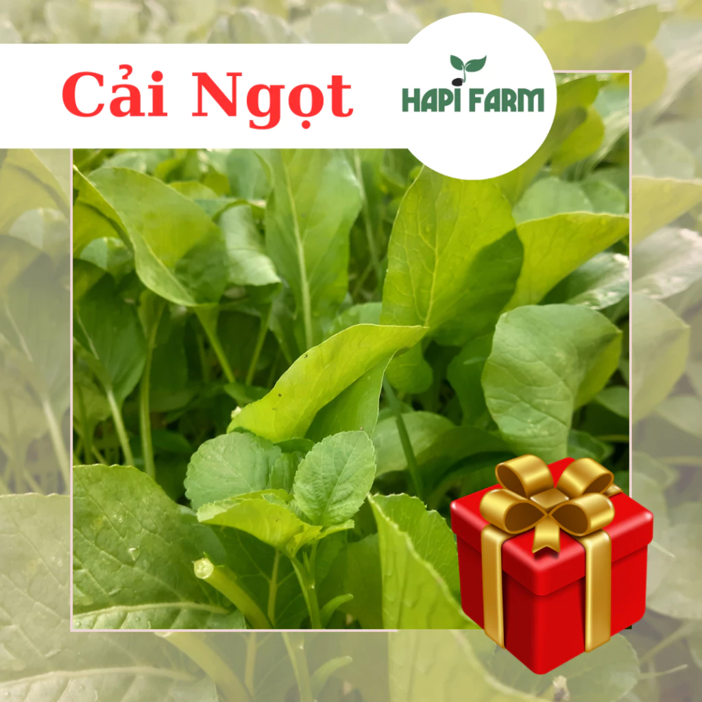 Hạt Giống Rau Cải Ngọt Cọng Xanh (gói 20gr~3500 hạt), trồng quanh năm