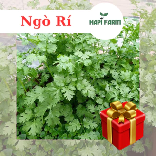 Hạt Giống Ngò Rí ( gói 20gr~3000 hạt) (rau mùi, mùi ta) dễ trồng, trồng quanh năm