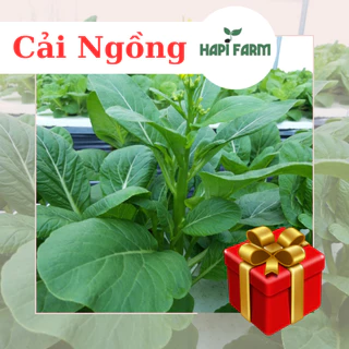 Hạt Giống Rau Cải Ngồng Cao Sản (gói 20gr~3500 hạt) ngon giòn, ngọt