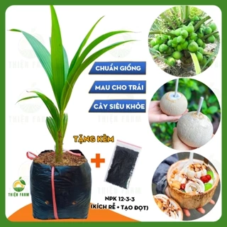 Cây Dừa Xiêm Xanh Lùn THIỆN FARM mau cho trái, nhiều trái, vị ngọt thanh mát, đặc sản Bến Tre, cây cao 60cm