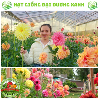 Hạt giống hoa thược dược kép mix đủ màu (50 HẠT) tặng phân kích hoa