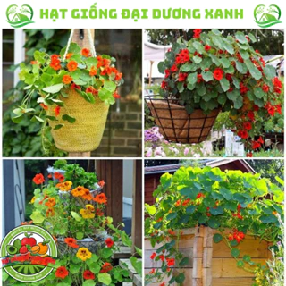 Hạt giống hoa Sen Cạn nhiều màu (20 HẠT) Tặng kèm phân bón