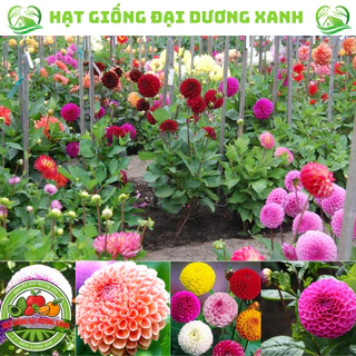 Hạt giống hoa thược dược tổ ong nhiều màu (50 HẠT) tặng phân bón