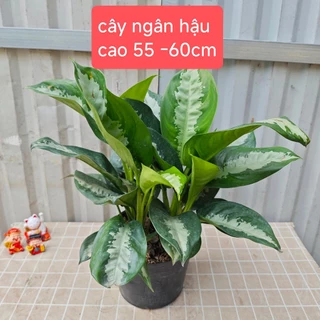 Cây ngân hậu, cây giữ tiền, cây bạch mã , cây cảnh nội thất 35-60cm