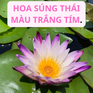 Hoa súng màu trắng tím 30k