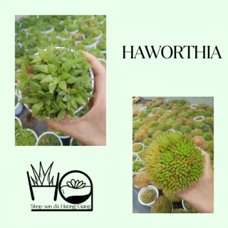 Sen đá haworthia chậu trung HƯƠNG GIANG GARDEN đa dạng chủng loại size 10-12cm