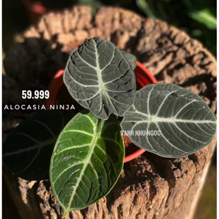 Chậu nhựa Alocasia Ninja tròn ủm siêu cưng - Decor bàn làm việc, nội thất xinh lắm - |Vườn Như Ngọc|