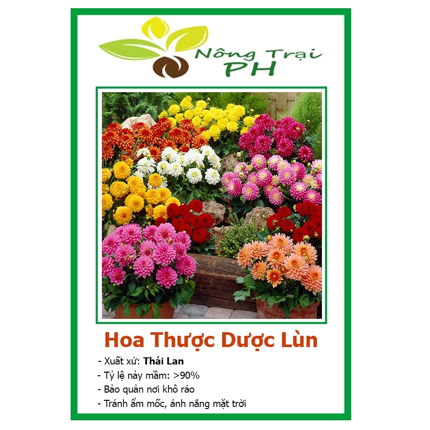 Hạt giống hoa thược dược lùn nhiều màu tỷ lệ nảy mầm cao