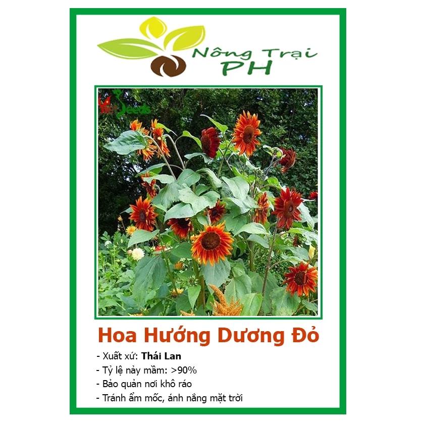 Hạt Giống Hoa Hướng Dương Đỏ F1