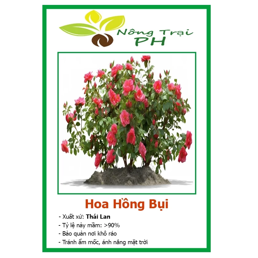 Hạt Giống Hoa Hồng Bụi F1