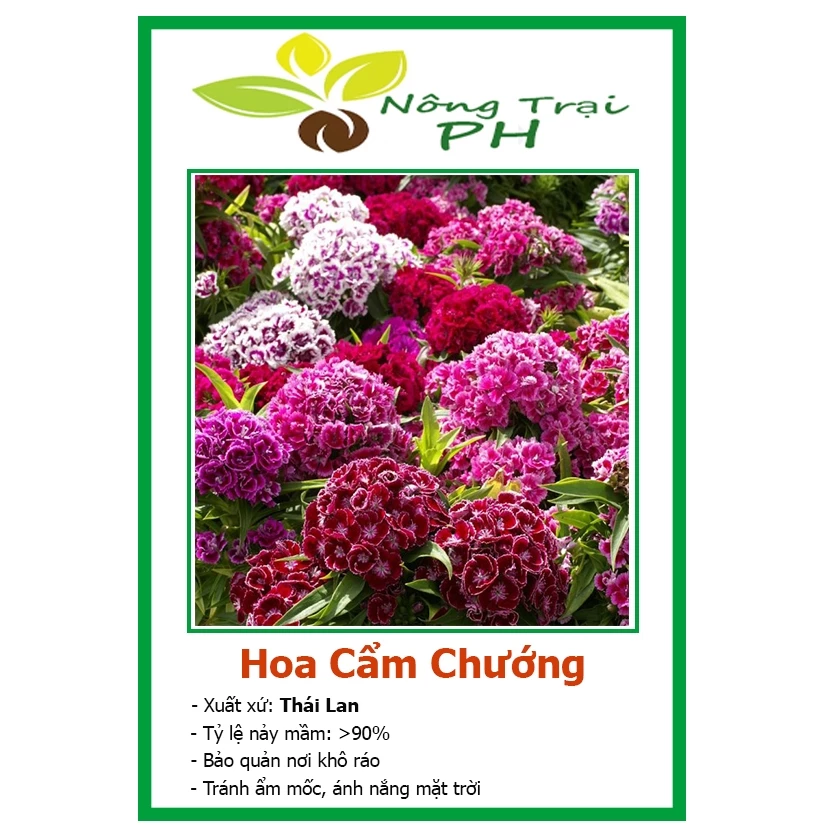 Hạt Giống Hoa Cẩm Chướng F1