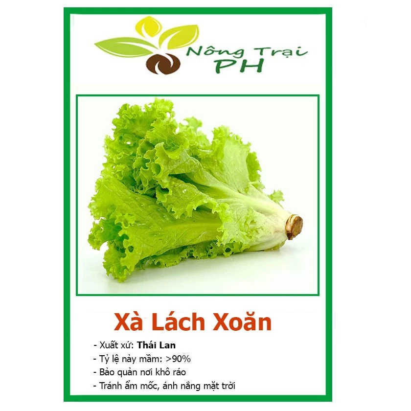 Hạt Giống Xà Lách Xoăn Xanh + Mỡ (2 loại rau) Chịu nhiệt tốt kháng bệnh cao