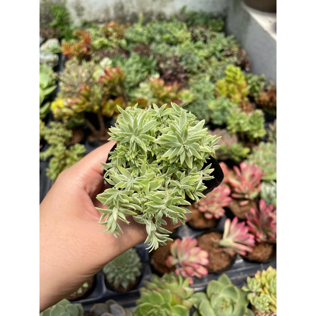 Sen đá Sedum Cỏ trắng