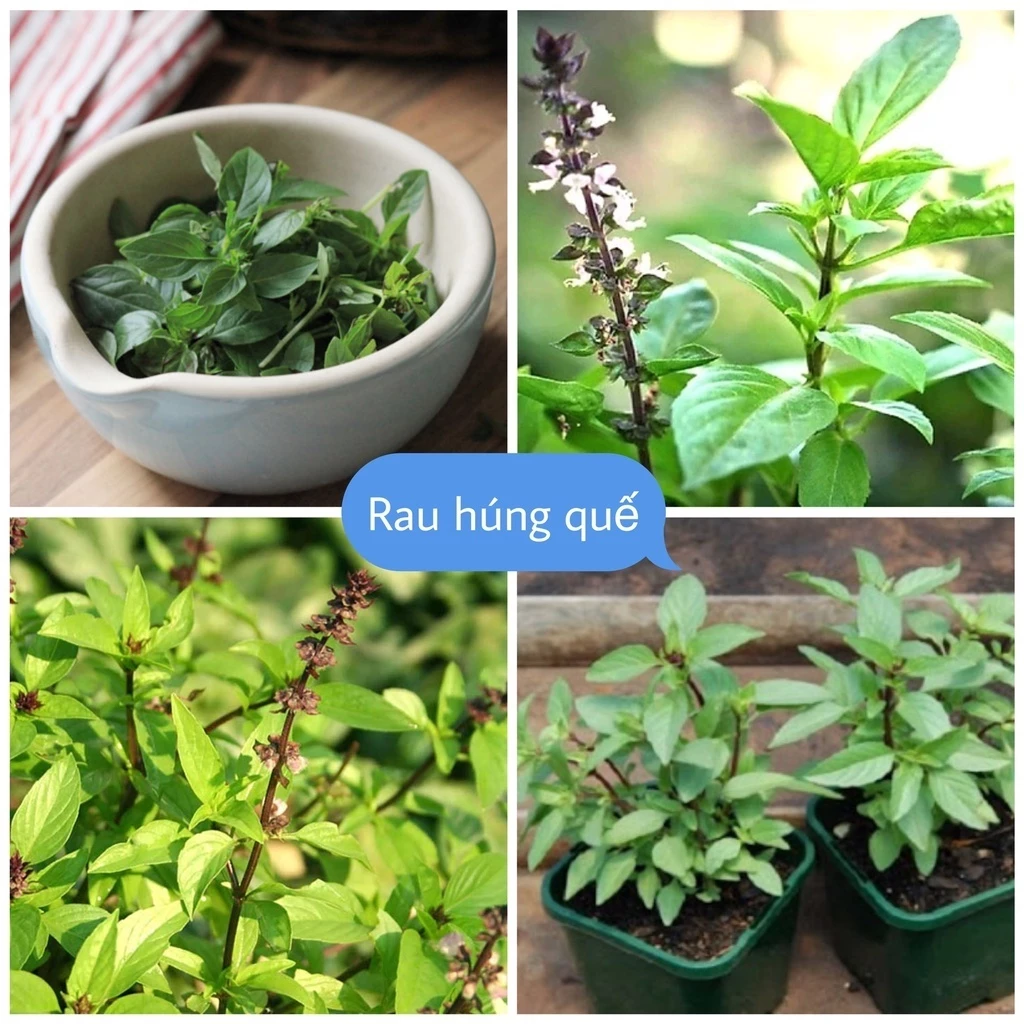 Hạt giống rau húng quế, rau gia vị dể trồng-gói 0,2 gram-tặng kèm 1 gói phân bón