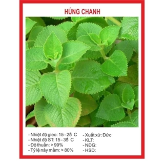 Hạt giống húng chanh ,húng bạc hà dể trồng-gói 100 hạt-tặng kèm gói phân bón lót