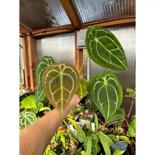 Cây giống Anthurium Forgetii_ Cây đẹp khỏe chất lượng_ Trang trí