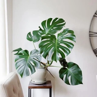 Trầu Bà Lá Xẻ Dòng Leo - Monstera Borsigiana