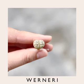 [herbe.studio] Lithops Werneri - Sen mông, thạch lan 1,4-2cm